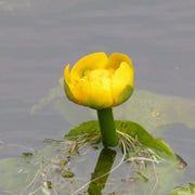 Nuphar lutea | Spatterdock (yellow water lily)